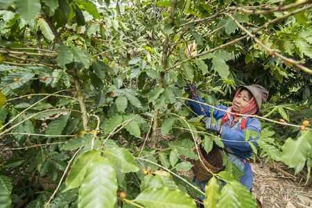 coffee bean harvest on a coffee plantation near the town of Mae Sai on the Border to Myanmar in the Chiang Rai Province in North Thailand.   Thailand, Mae Sai, November, 2019のeditorial素材