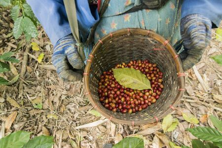coffee bean harvest on a coffee plantation near the town of Mae Sai on the Border to Myanmar in the Chiang Rai Province in North Thailand.   Thailand, Mae Sai, November, 2019のeditorial素材