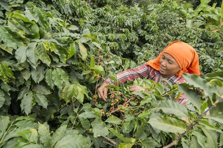 coffee bean harvest on a coffee plantation near the town of Mae Sai on the Border to Myanmar in the Chiang Rai Province in North Thailand.   Thailand, Mae Sai, November, 2019のeditorial素材