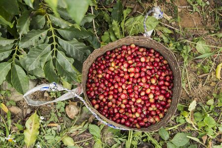 coffee bean harvest on a coffee plantation near the town of Mae Sai on the Border to Myanmar in the Chiang Rai Province in North Thailand.   Thailand, Mae Sai, November, 2019のeditorial素材