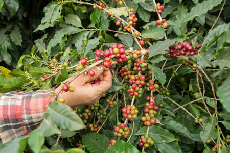 coffee bean harvest on a coffee plantation near the town of Mae Sai on the Border to Myanmar in the Chiang Rai Province in North Thailand.   Thailand, Mae Sai, November, 2019のeditorial素材