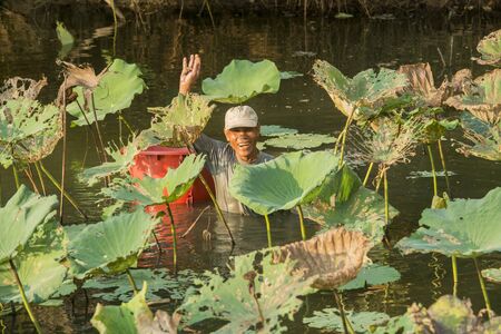 a men in the Lotus Fields on a river in the city of Lamphun in the province Lamphun in north Thailand.   Thailand, Lamphun, November, 2019のeditorial素材