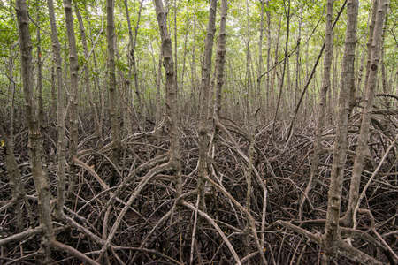 the mangrove Forest Park near the Town of Pranburi on the Golf of Thailand south the Town of Hua Hin in Thailand.   Thailand, Hua Hin, November, 2019のeditorial素材