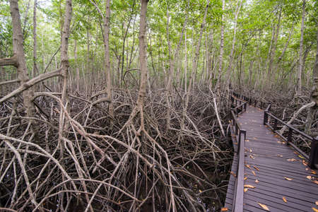 the mangrove Forest Park near the Town of Pranburi on the Golf of Thailand south the Town of Hua Hin in Thailand.   Thailand, Hua Hin, November, 2019のeditorial素材