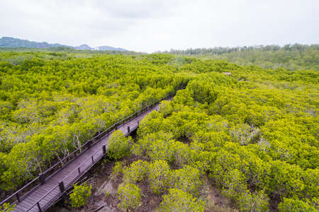 the mangrove Forest Park near the Town of Pranburi on the Golf of Thailand south the Town of Hua Hin in Thailand.   Thailand, Hua Hin, November, 2019のeditorial素材