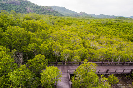the mangrove Forest Park near the Town of Pranburi on the Golf of Thailand south the Town of Hua Hin in Thailand.   Thailand, Hua Hin, November, 2019のeditorial素材