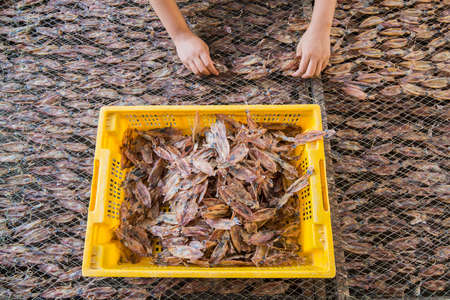 a dry seafood production in the fishing village of Sai Noi near the Town of Pranburi on the Golf of Thailand south the Town of Hua Hin in Thailand.   Thailand, Hua Hin, November, 2019のeditorial素材