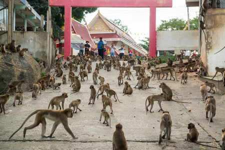 Monkeys get feeding at the Wat Khao Takiap or Monkey Temple near the City of Hua Hin in Thailand.  ...