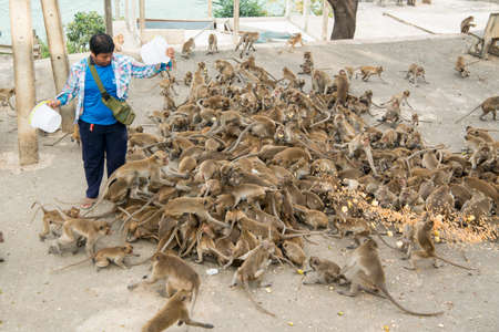 Monkeys get feeding at the Wat Khao Takiap or Monkey Temple near the City of Hua Hin in Thailand.   Thailand, Hua Hin, November, 2019のeditorial素材