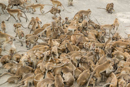 Monkeys get feeding at the Wat Khao Takiap or Monkey Temple near the City of Hua Hin in Thailand.   Thailand, Hua Hin, November, 2019のeditorial素材