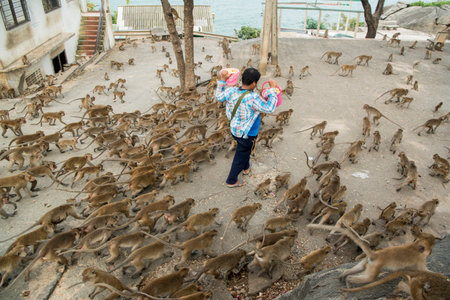 Monkeys get feeding at the Wat Khao Takiap or Monkey Temple near the City of Hua Hin in Thailand.  ...