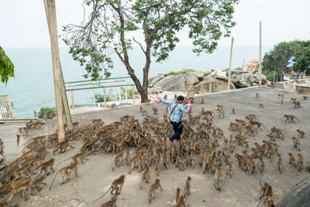 Monkeys get feeding at the Wat Khao Takiap or Monkey Temple near the City of Hua Hin in Thailand.   Thailand, Hua Hin, November, 2019のeditorial素材
