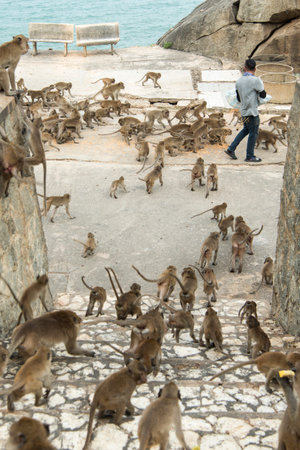 Monkeys get feeding at the Wat Khao Takiap or Monkey Temple near the City of Hua Hin in Thailand.  ...