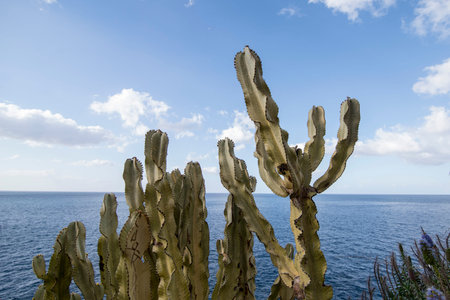 the Nature and Landscape at the coast in the town of Camara de Lobos, west of Funchal on the Island Madeira of Portugal.   Portugal, Madeira, April 2018のeditorial素材