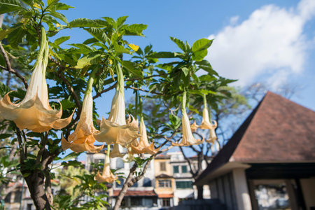 the Jardim Municipal at the avenida Arriaga in the city centre of Funchal on the Island Madeira of...