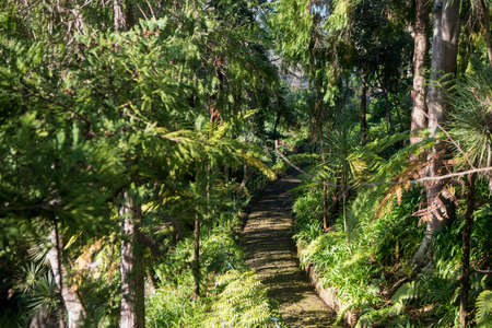 the Jardim Tropical or Tropical Garden in the city centre of Funchal on the Island Madeira of Portugal.   Portugal, Madeira, April 2018のeditorial素材