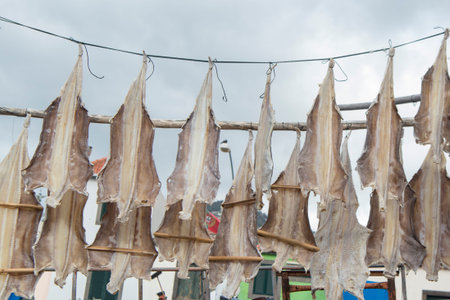 Dry Scabbard fish at the Fishing Port in the town of Camara de Lobos, west of Funchal on the Island...