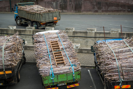sugar cane on a truck at the Rum Factory in Porto da Cruz on the coast at east Madeira on the Island...
