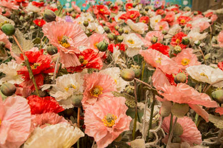 not real opium flowers at the Opium Museum or House of Opium in the town of Sop Ruak in the golden triangle in the north of the city Chiang Rai in North Thailand.   Thailand, Chiang Sean, November, 2019のeditorial素材