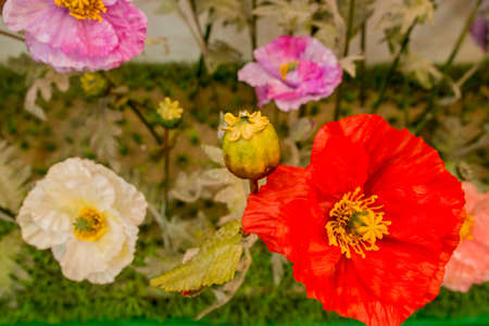not real opium flowers at the Opium Museum or House of Opium in the town of Sop Ruak in the golden triangle in the north of the city Chiang Rai in North Thailand.   Thailand, Chiang Sean, November, 2019のeditorial素材