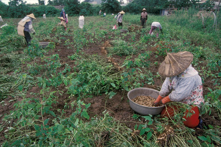 Farmer earn Peanuts at a peanut plantation naer the City of Hualien on the east coast in Taiwan of East Aasia.   Taiwan, Taipei, May, 2001のeditorial素材