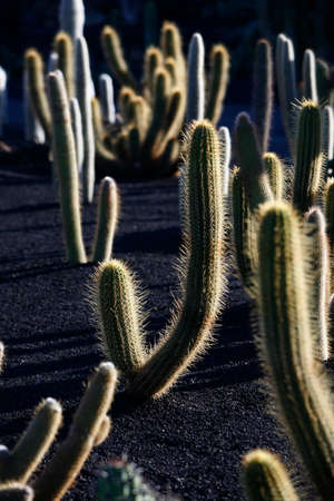 the Cactus Garden in the village of Guatiza on the Island of Lanzarote on the Canary Islands of Spain in the Atlantic Ocean.  Spain, Canary Islands, Lanzaroteの写真素材
