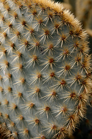 the Cactus Garden in the village of Guatiza on the Island of Lanzarote on the Canary Islands of...