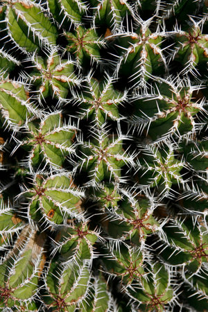 the Cactus Euphorbiaceae or Euphorbia Echinus from Morocco at the Cactus Garden in the village of...