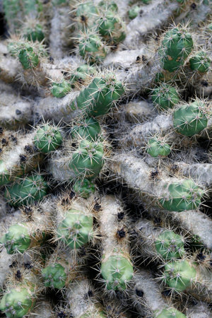the Cactus Cactaceae or echinocereus cinerascen from Mexico at the Cactus Garden in the village of...