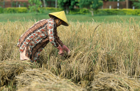 A farmer at a rice field at the Laman Padi Langkawi Museum at the Town of Kampung Lubok Buaya and Pantai Cenang Beach on the Island of Langkawi in Malaysia.  Malaysia, Langkawi, January, 2003のeditorial素材