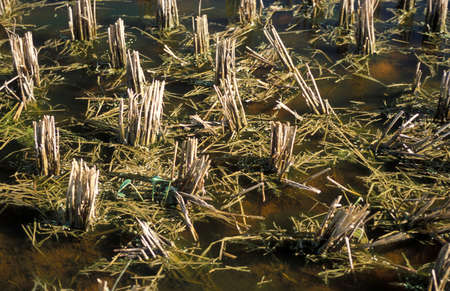 A rice field at the Laman Padi Langkawi Museum at the Town of Kampung Lubok Buaya and Pantai Cenang Beach on the Island of Langkawi in Malaysia.  Malaysia, Langkawi, January, 2003のeditorial素材