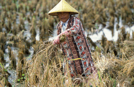 A farmer at a rice field at the Laman Padi Langkawi Museum at the Town of Kampung Lubok Buaya and Pantai Cenang Beach on the Island of Langkawi in Malaysia.  Malaysia, Langkawi, January, 2003のeditorial素材