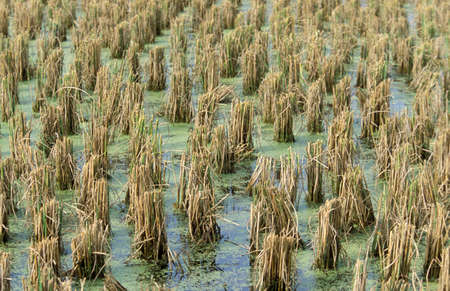 A rice field at the Laman Padi Langkawi Museum at the Town of Kampung Lubok Buaya and Pantai Cenang Beach on the Island of Langkawi in Malaysia.  Malaysia, Langkawi, January, 2003のeditorial素材
