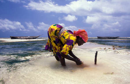 women are producing Coconut string from Coconut fiber at the East Coast at the Village of Bwejuu on the Island of Zanzibar in Tanzania.  Tanzania, Zanzibar, Bwejuu, October, 2004のeditorial素材