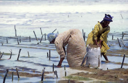women are working at the Seaweed Plantation at the East Coast at the Village of Bwejuu on the Island of Zanzibar in Tanzania.  Tanzania, Zanzibar, Bwejuu, October, 2004のeditorial素材