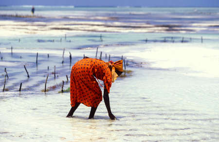 women are working at the Seaweed Plantation at the East Coast at the Village of Bwejuu on the Island of Zanzibar in Tanzania.  Tanzania, Zanzibar, Bwejuu, October, 2004のeditorial素材