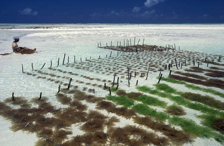 a Seaweed Plantation at the East Coast at the Village of Bwejuu on the Island of Zanzibar in Tanzania.  Tanzania, Zanzibar, Bwejuu, October, 2004のeditorial素材