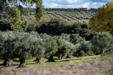 a agriculture with olive Trees near the Town of Avis in Alentejo in Portugal.  Portugal, Avis, October, 2021のeditorial素材