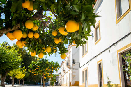 a Orange tree in the city of Vila Vicosa in Alentejo in Portugal.  Portugal, Vila Vicosa, October, 2021のeditorial素材