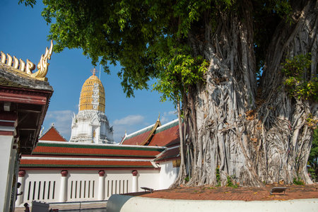 Old Tree at Wat Phra Si Rattana Mahathat in the city of Phitsanulok in Thailand. Thailand,...