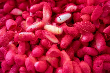 Silk Worm Cocoons at Silk Fair in City Center of Khon Kaen Province Khon Kaen in Thailand. Thailand,...