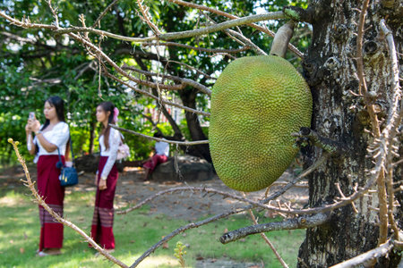 a large Jack Fruit at Wat Phai Lom on Ko Kret Island in Nonthaburi Province in Thailand. Thailand,...