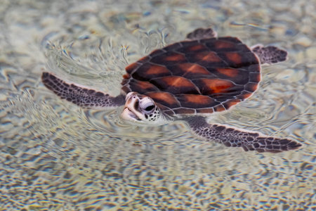 a Sea Turtle in a pool at Turtle Conservation Center in Sattahip at province of Chonburi in...