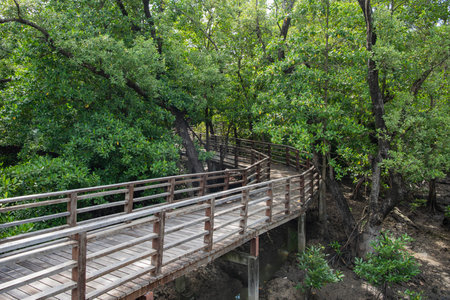 a boardwalk at Mangrove walk in Rayong City in Province of Rayong in Thailand, Thailand, Rayong, October, 26, 2024のeditorial素材