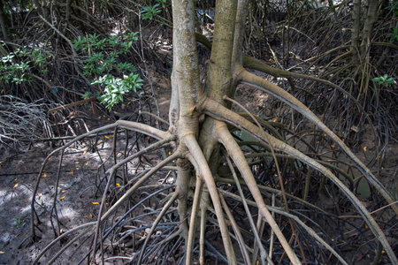 Mangrove Plants and Tree at Mangrove walk in Rayong City in Province of Rayong in Thailand, Thailand, Rayong, October, 26, 2024のeditorial素材