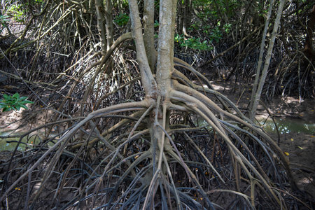 Mangrove Plants and Tree at Mangrove walk in Rayong City in Province of Rayong in Thailand, Thailand, Rayong, October, 26, 2024のeditorial素材