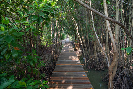 a boardwalk at Mangrove walk in Rayong City in Province of Rayong in Thailand, Thailand, Rayong, October, 26, 2024のeditorial素材