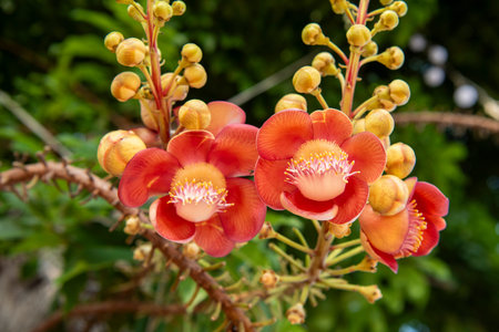 Couroupita guianensis Flower on Ko Kret Island in City of Pak Kret in Province Nonthaburi in...