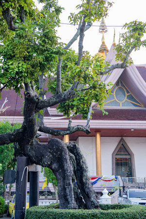 Padouk Tree at Wat Pa Pradu in Rayong City in the Province of Rayong in Thailand, Thailand, Rayong,...