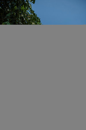 the Shrine at Hill Top near the Big Buddha Temple on Ko Lan Island near City of Pattaya in Province of Chonburi in Thailand, Thailand, Pattaya, November, 2024のeditorial素材